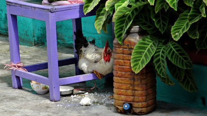 Poule perchée vue dans un restaurant Népalais