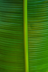 banana leaf texture