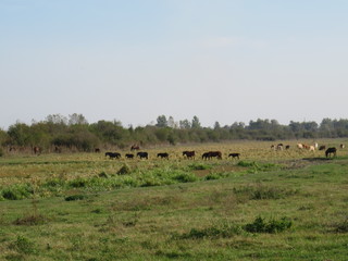 Zasavica nature reserve Serbia herd of horses grazing in the field autumn