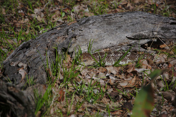 A Blue Tongue Lizard in Gingin, Western Australia 