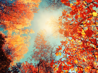 autumn background forest with yellow red leaves with sunny light beams