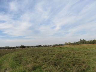Fototapeta na wymiar Zasavica nature reserve Serbia animal pasture green field landscape