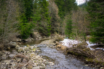 Coniferous trees grow along the a riverbed of a cold mountain river.