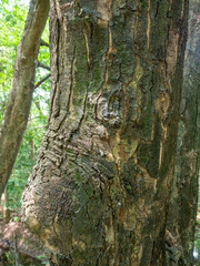 Pattern of wood with cracks and groove,Tall tree in the forest,At Sri Nakhon Khuean Khan Park and Botanical Garden in Bangkok Thailand