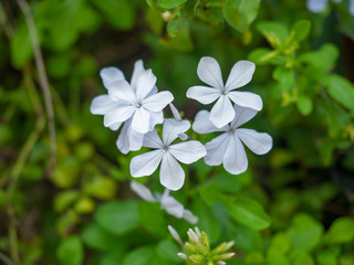 White flower is beautiful bloom,Nature on green,Leaves behind is background,At Sri Nakhon Khuean Khan Park and Botanical Garden in Bangkok Thailand