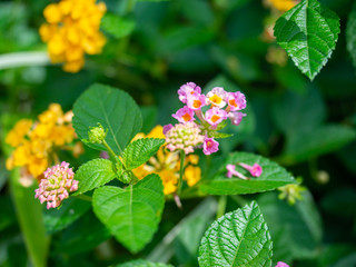 Pink and yellow flowers is beautiful bloom,Nature on green,Leaves behind is background,At Sri Nakhon Khuean Khan Park and Botanical Garden in Bangkok Thailand