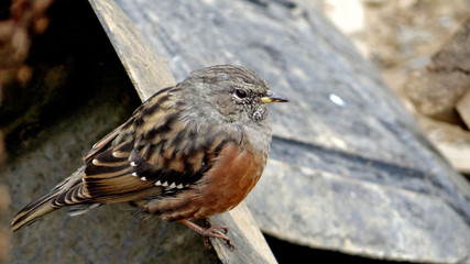 L'Accenteur de l'Himalaya rencontré au Népal