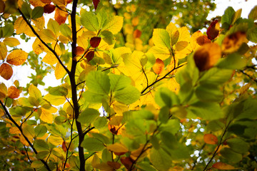 Beautiful autumn landscape. Colorful foliage in the park. Falling leaves natural background. Autumn season concept