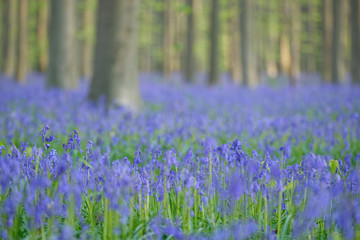 Hasengl&ouml;ckchen im Rotbuchenwald von Hallerbos, Belgien