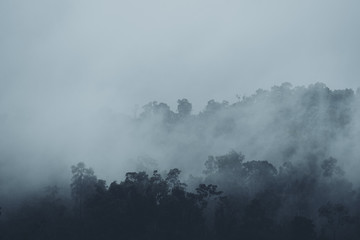 In the mist and rain forest, darkness