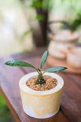 Dorstenia plant in cement pot