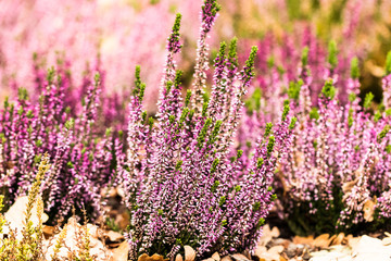 Fototapeta premium Autumnal heather flowers in autumnal sunlight.