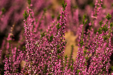 Fototapeta premium Pink heather flowers in autumnal sunlight.
