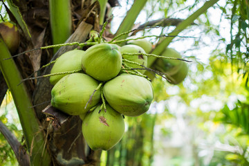 Bunch of fragrant coconut on the tree