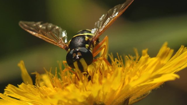 Simosyrphus Grandicornis sitting on yellow flower in summer garden, hovering or nectaring, Insect Hoverfly, macro