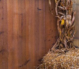 Autumn Dried Corn Background - Room for text