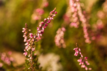 Pinkl heather flowers in autumnal sunlight.