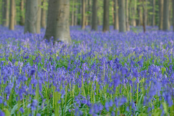 Hasenglöckchen im Rotbuchenwald von Hallerbos, Belgien