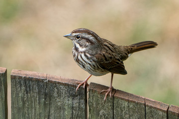 Tree Sparrow On a Fence Closeup