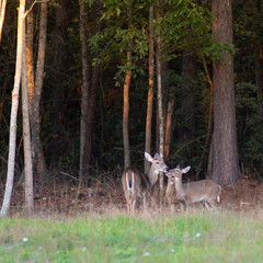 Deer yearlings gathered with mom
