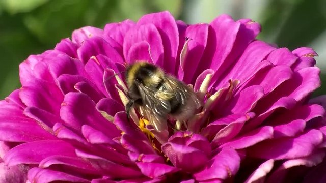 Eine Hummel tummelt sich auf einer pinken Zinnie (Makro)