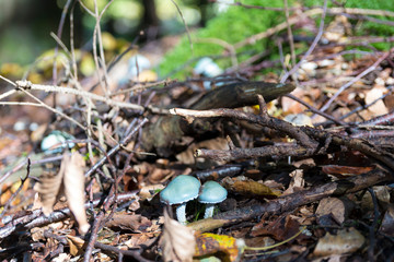 blue mushrooms in the forest