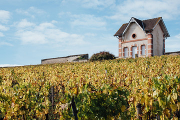 Fototapeta na wymiar vignes en automne à Meursault appellation les rougeots 