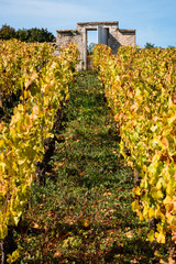 Fototapeta na wymiar vignes à Meursault en automne