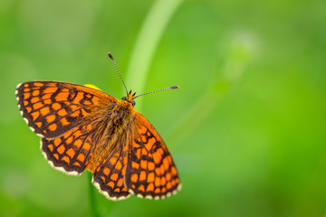 Orange butterfly with black patterns on wings on top of small yellow flower at summer with blurred background