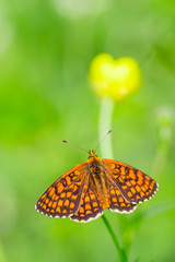 Orange butterfly with black patterns on wings on top of small yellow flower at summer with blurred background