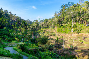 Fototapeta na wymiar Rice Terraces, Bali. Indonesia. Green cascade rice field plantation.