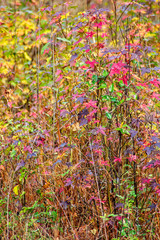 Colorful Display in the Woods