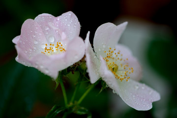 flower in garden with rain drops