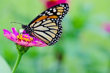 Monarch butterfly feeding on a pink zinnia with bokeh background