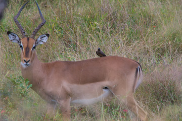 Naklejka na ściany i meble Male impala with horns standing in the grass of the African savannah with parasite bird on the back