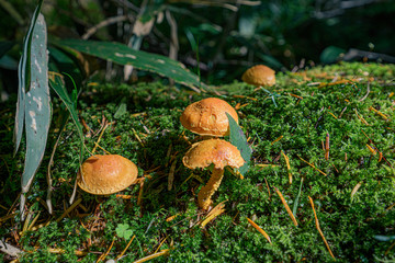 山中に生えたきのこ、苔が群生する丸太の上に仲良く育つ