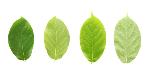 Green Leaves isolated on white background, for concept Save the World. 