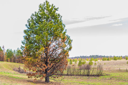 Wildfire after-effects, from 2018 fire.