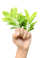 Green leaves in the hands concept Save the World