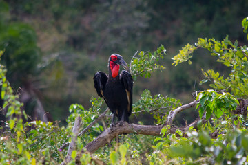 Southern Ground Hornbill (Bucorvus leadbeateri) in nature, found from northern Namibia and Angola to northern South Africa and southern Zimbabwe to Burundi and Kenya, endangered species.
