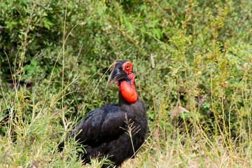 Southern Ground Hornbill (Bucorvus leadbeateri) in nature, found from northern Namibia and Angola to northern South Africa and southern Zimbabwe to Burundi and Kenya, endangered species.