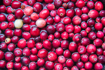 red fresh cranbierry background or texture