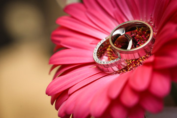 Macro close up of two wedding rings in center of red flower