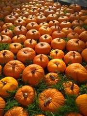 Pumpkin / Halloween decoration / Agricultural still life