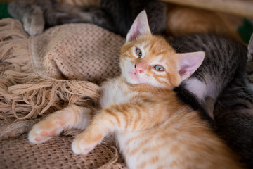 Fototapeta na wymiar Cute little young orange cat lying on a blanket
