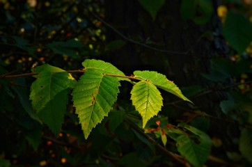 green leaves of tree