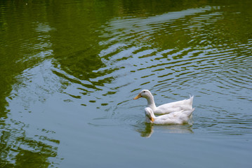 Two white ducks play in the afternoon water naturally