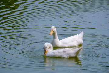 Two white ducks play in the afternoon water naturally