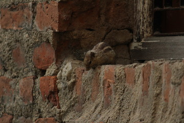 one young squirrel standing or walking or searching or seeing or climbing in the sengal or bricks wall on the unfinished home.