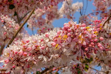 Sakura in Thailand or a tiger tiger tree Pink flowers in full bloom